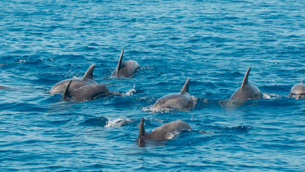 Экскурсия: Наблюдение за дельфинами (фото 9)