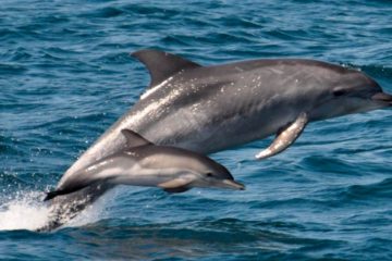 Наблюдение за дельфинами - экскурсии с гидом Ирина Лихота