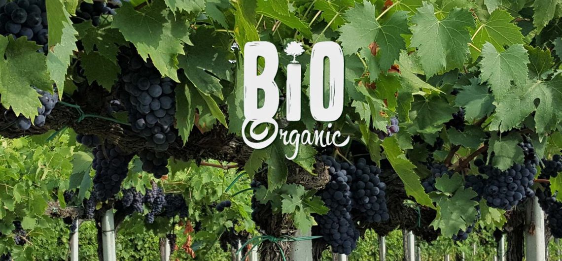 Об органическом и биодинамическом виноделии - рассказывает гид Ирина Лихота