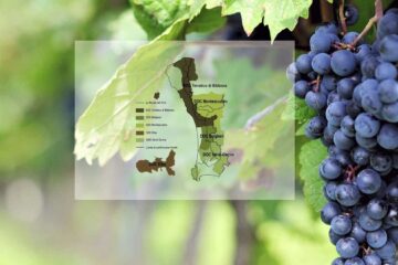 Дорога вин и оливкового масла Этрусские берега - экскурсии с гидом Ирина Лихота