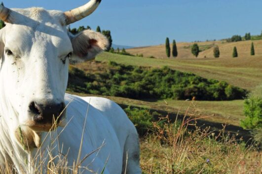 Сказание о белом быке Кьянина - рассказывает гид Ирина Лихота